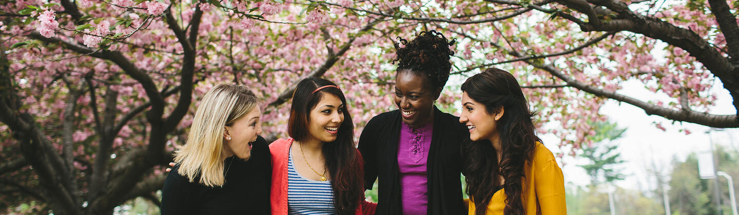 Four Students Under Cherry Blossom Four Students Under Cherry Blossom